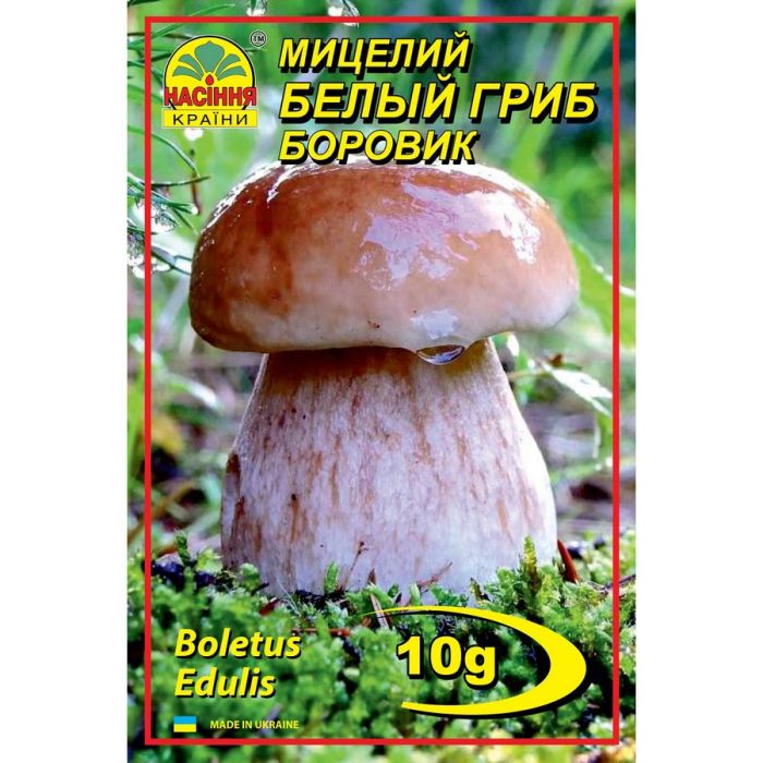 Міцелій боровик білий гриб
