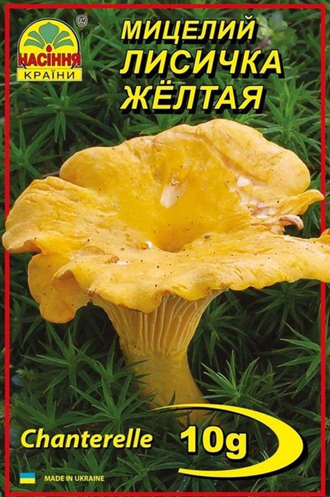 Міцелій лисичка жовта