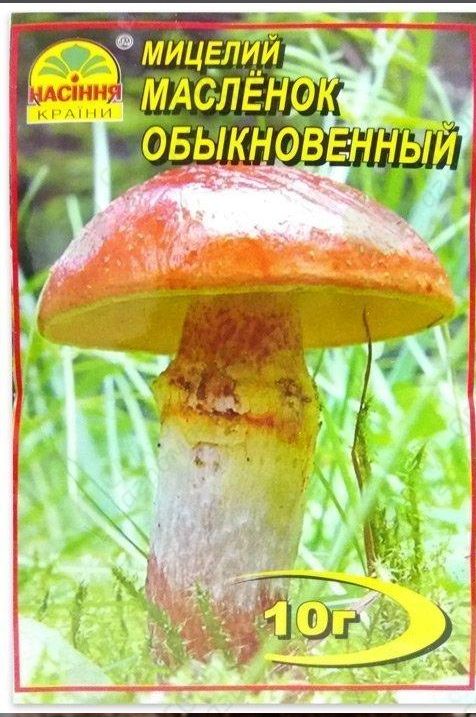 Міцелій маслюк звичайний