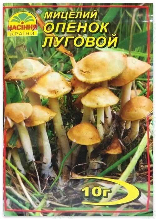 Міцелій опеньок луговий