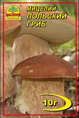 Міцелій польський гриб