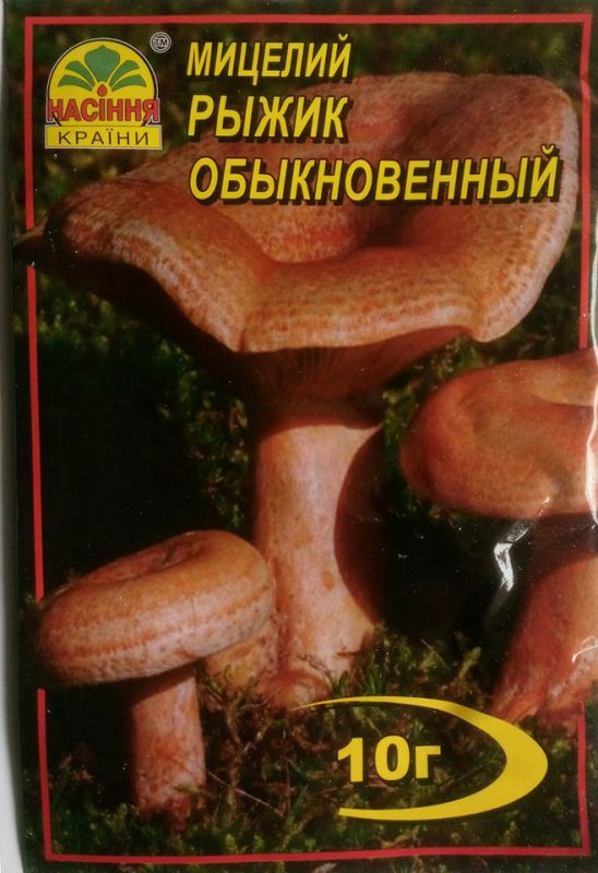 Міцелій рижик звичайний
